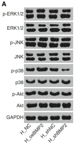 南昌大學第二附屬醫院發表的SCI因圖片疑似與他人文章重複遭質疑 南昌大學第二附屬醫院發表的SCI因圖片疑似與他人文章重複遭質疑