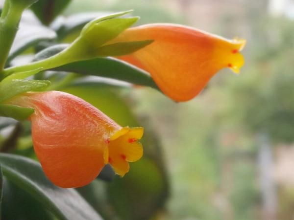 陽臺就養盆金魚吊蘭，滿盆開出小金魚，寓意年年有餘