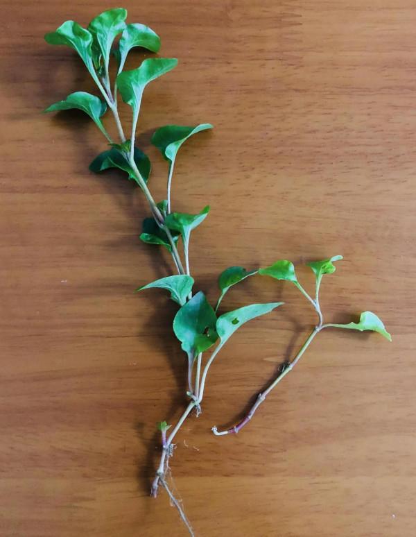 真正的陽臺懶人菜,錦繡莧,只需一棵就能爆盆 真正的陽臺懶人菜,錦繡莧,只需一棵就能爆盆