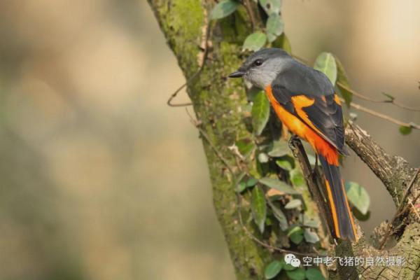 府山的彩色“小辣椒”