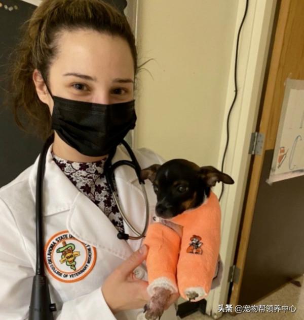 罕見畸形狗狗，許多獸醫沒把握，直到遇見他們，竟真有奇蹟