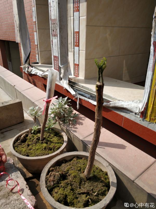 南方常見的黃皮果,妥妥的“黃水晶”,咬一口直流口水 南方常見的黃皮果,妥妥的“黃水晶”,咬一口直流口水