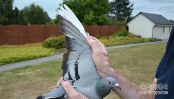 20張冠軍鴿翅膀欣賞，高質量賽鴿翅膀都有哪些特徵？