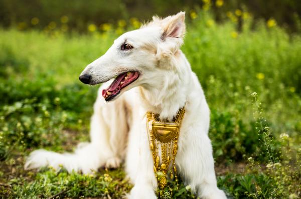 這些壽命“較短”的狗狗,其中有你家的狗狗嗎 這些壽命“較短”的狗狗,其中有你家的狗狗嗎