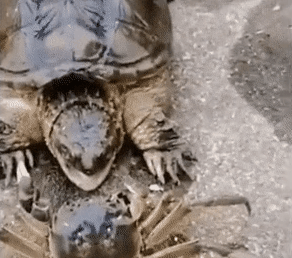 30張照片看世界:美國劫匪被奪槍,日本怪異廣告,義大利空姐遊行 30張照片看世界:美國劫匪被奪槍,日本怪異廣告,義大利空姐遊行