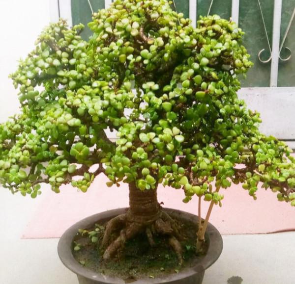 養金枝玉葉,冬天做好1個“保證”,記住“3合理”,長得也很快 養金枝玉葉,冬天做好1個“保證”,記住“3合理”,長得也很快