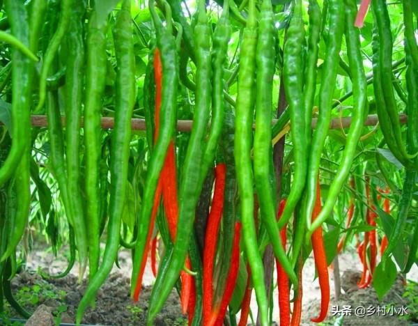 辣椒怎麼種高產？老農教你6個“殺手鐧”，辣椒結滿枝頭