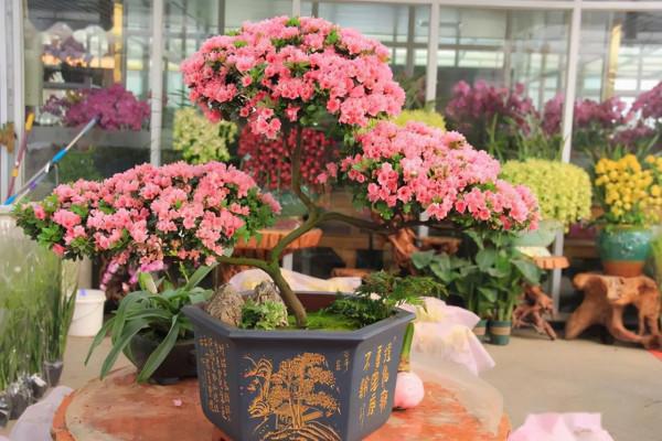 秋冬季節要為花草越冬做好準備了，16條越冬技巧，為它們保駕護航