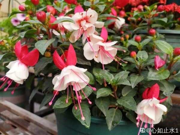 9種花，就怕曬太陽，陰涼地反而長得旺