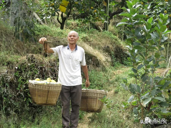 維繫好恭城柿子產業良性發展很重要！事關恭城人的微信朋友圈