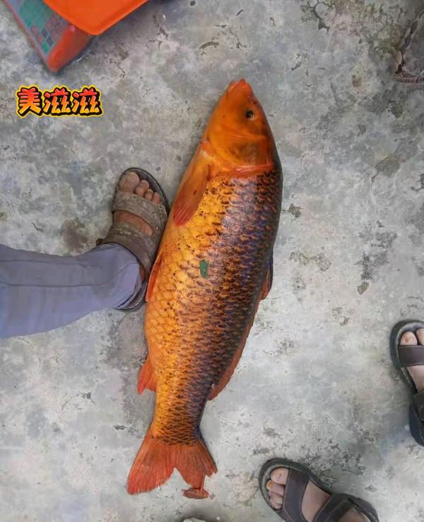 鯉魚王？貴州男子釣起18斤紅鯉魚，紅裡透黑，村裡老人：可別吃