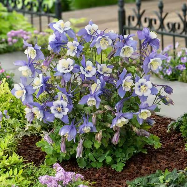 這些花名字不好聽,卻是神仙顏值!網友:真的被名字耽誤了一生 這些花名字不好聽,卻是神仙顏值!網友:真的被名字耽誤了一生