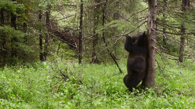 監守自盜的赤腳醫生,兼職吸血鬼的保潔人員:牛椋鳥 監守自盜的赤腳醫生,兼職吸血鬼的保潔人員:牛椋鳥