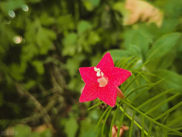 五角紅星花——蔦蘿松