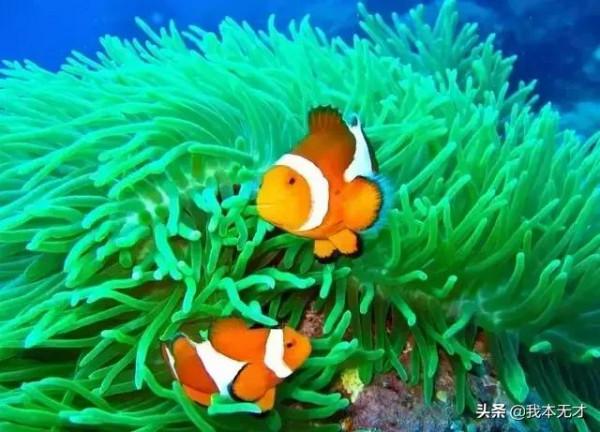 奇妙的海底世界