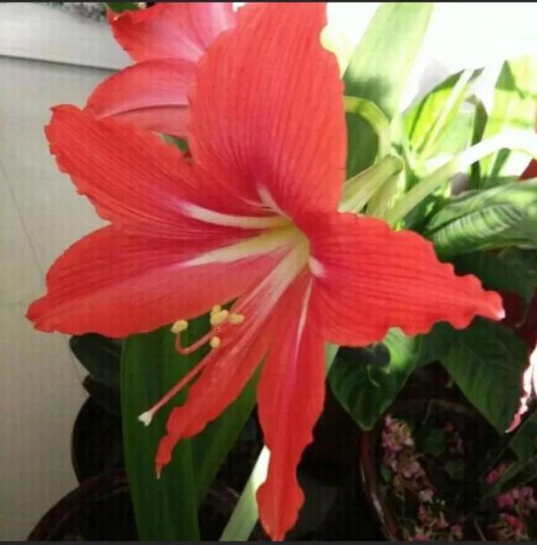 分享一下我養的花