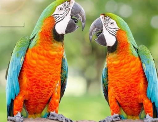 全球十大最受歡迎寵物排名，寵物貓狗成為人們首選