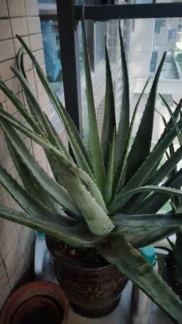 家裡養的蘆薈，養生還美容，學會澆水長得更壯
