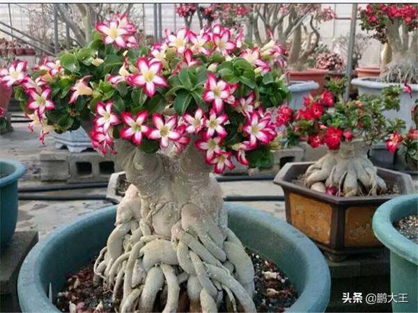 盤點幾種懶人花卉，不論在什麼樣的環境下，都可以很好的生長