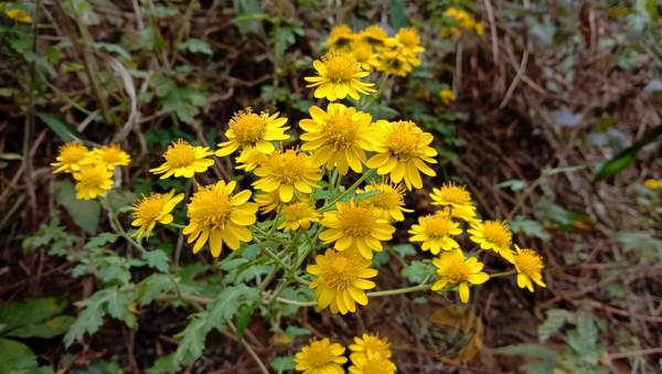 山裡的甘菊有啥用?曬乾用它泡水喝,明目祛風 山裡的甘菊有啥用?曬乾用它泡水喝,明目祛風