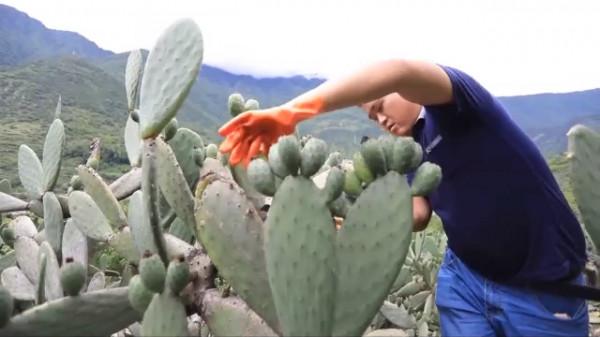 和平解放70週年 這片雪域高原實現了怎樣的歷史性跨越？