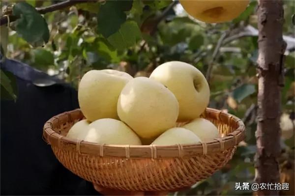 採收期被&OpenCurlyDoubleQuote;推遲&rdquo;，收購價跌破2元，有果農改顏色賣，價格翻數倍