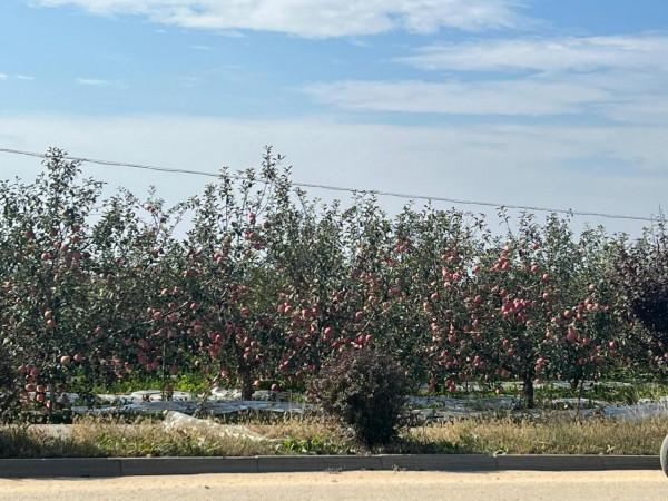 蘋果13pro的拍照效果就這？