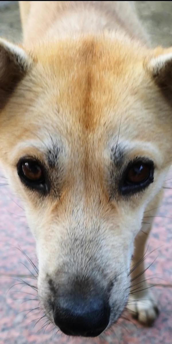 山莊記事：二妞的故事