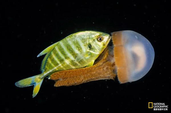 一年只發一次，2021年度最佳野生動物攝影