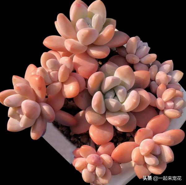 盤點5款“香香多肉”，好養好看顏值高，擺在陽臺香氣飄飄