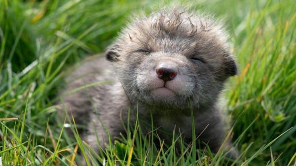 秘魯女子的寵物&quot;狗&quot;總獵殺鄰居家雞鴨，長大一看，這不是狐狸嗎？