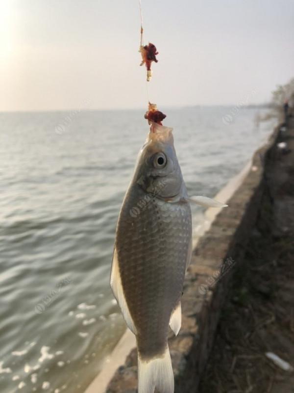 2021垂釣日誌之80，成子湖釣大水面沒想到魚口這麼瘋
