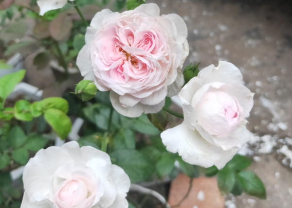 種植月季瑞典女王,掌握住這3個技巧,年年花開爆盆,美不勝收 種植月季瑞典女王,掌握住這3個技巧,年年花開爆盆,美不勝收