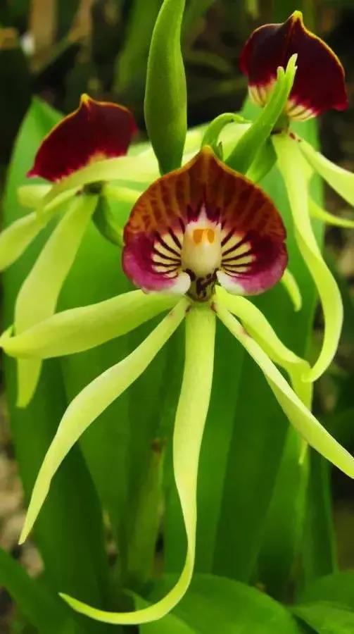 32種罕見的鮮花欣賞