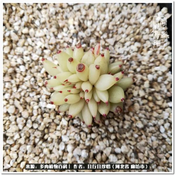 多肉的前世今生——論那些多肉的變化