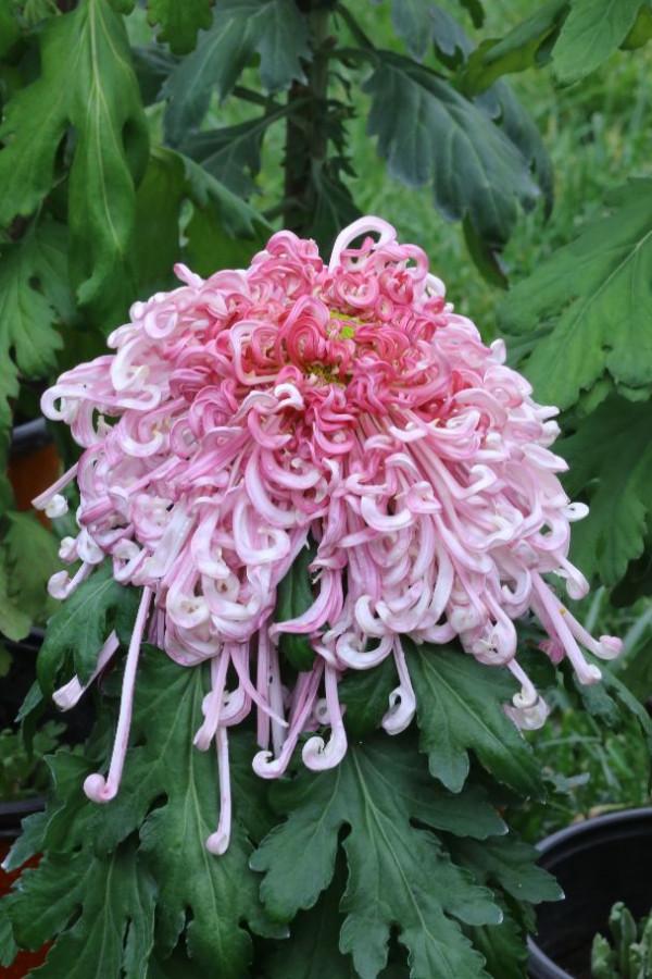 天壇公園科普園的菊花