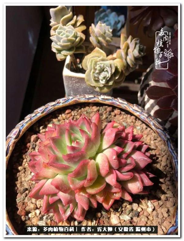 因多肉遇見滿滿的愛和美好，有多肉相伴，歲月生香