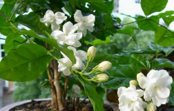 喜歡養花的女人,建議養這“5種花”,“美容養顏”好處多多 喜歡養花的女人,建議養這“5種花”,“美容養顏”好處多多