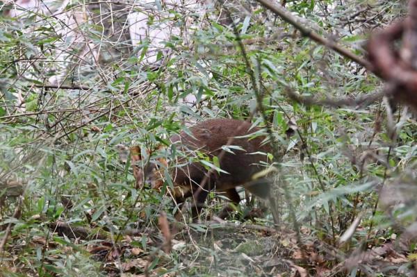 唐家河遇到小麂,見到人不逃跑反而原地跺腳,這是為什麼 唐家河遇到小麂,見到人不逃跑反而原地跺腳,這是為什麼
