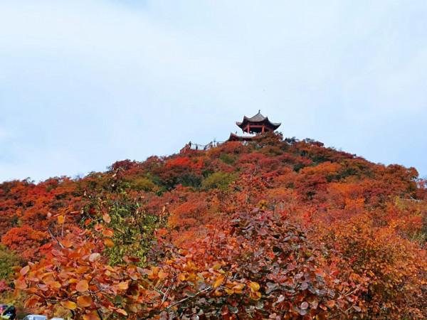 太喜歡秋天啦，帶你看紅葉奇觀