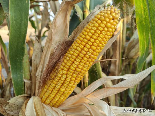 最高畝產3120斤,這個玉米新品種抗病又抗倒,適宜哪裡種植 最高畝產3120斤,這個玉米新品種抗病又抗倒,適宜哪裡種植