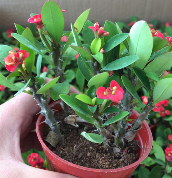 適合養在“臥室”裡的綠植，淨化空氣，助睡眠