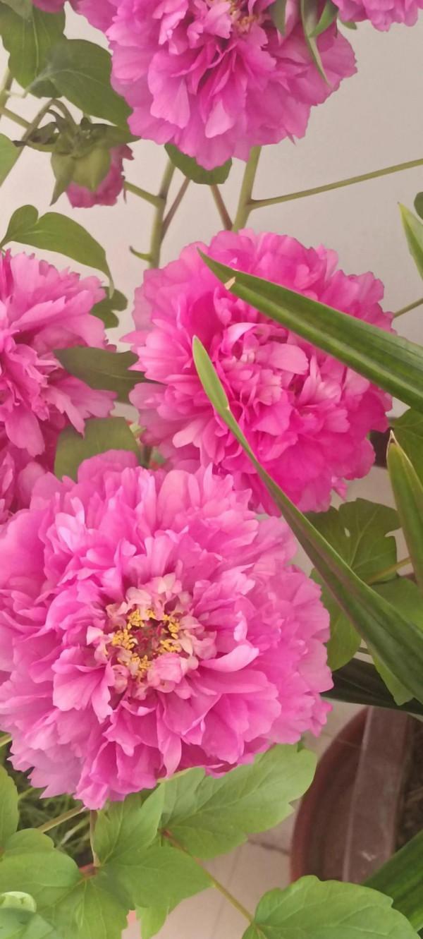 要讓牡丹花春節盛開，其培育催花管控過程注意事項