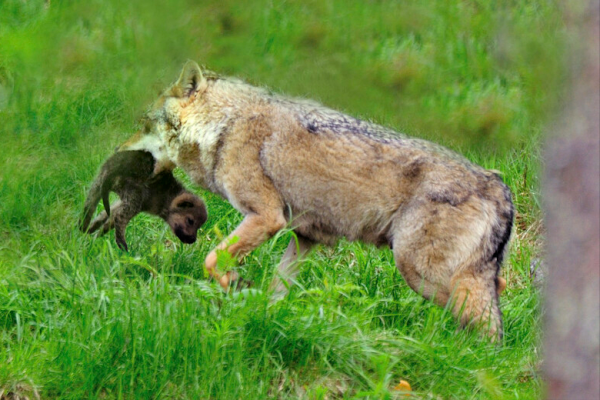 50.道德經五十章：人生除了吃飯睡覺，老弱病幼期，所剩無幾