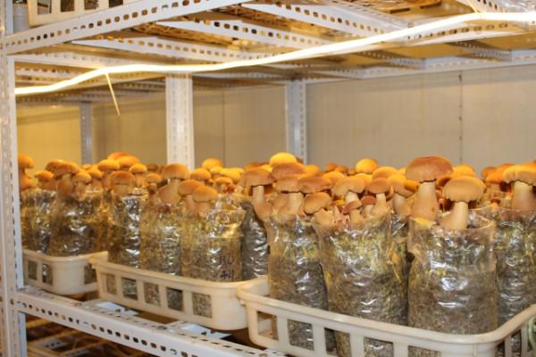 蘑菇栽培界又添新成員!中華腐生牛肝菌實現菇房人工栽培 蘑菇栽培界又添新成員!中華腐生牛肝菌實現菇房人工栽培