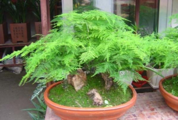 文竹始終養不好？改變“方法”養養看，黃葉不再有，油綠又茂盛