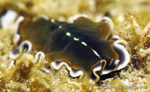 16種具有超能力的動物，鋼鐵俠看了都表示羨慕的很