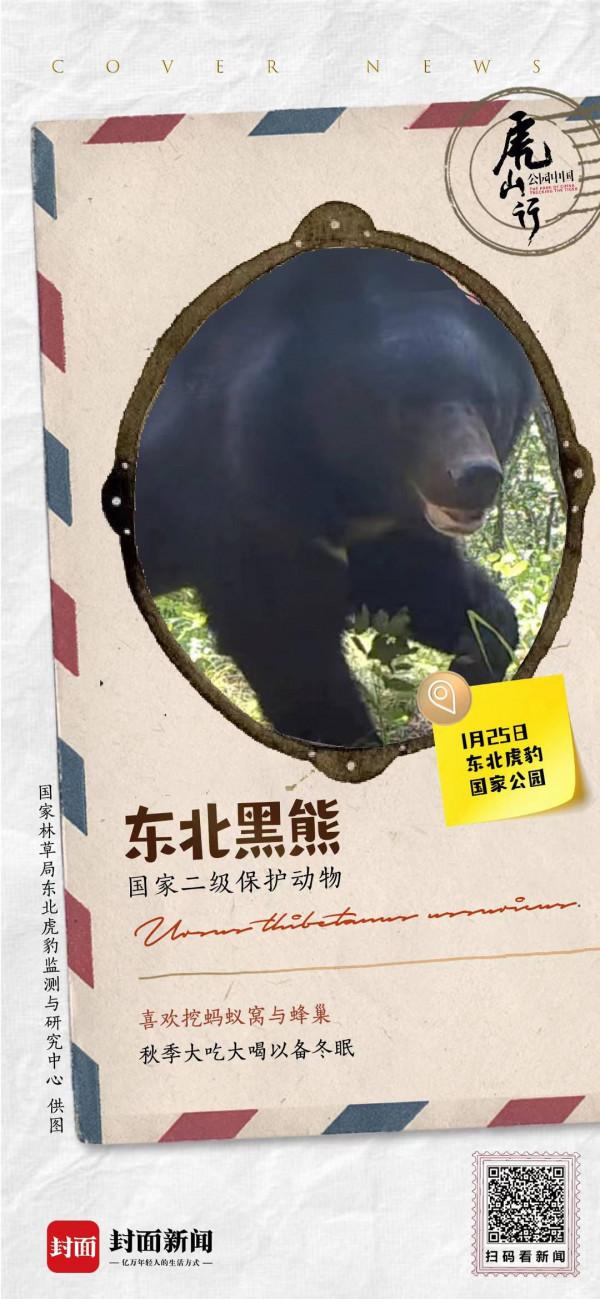 時速56千米每小時的東北黑熊 喜歡挖螞蟻窩 | 來自東北虎豹國家公園的明信片