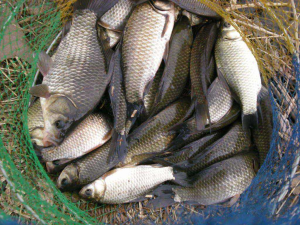 初春釣魚是釣淺還是釣深？遵循這些規律，一釣一個準，漁獲有保證