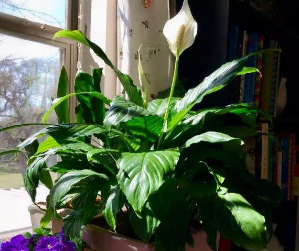 八種“旺財花”，一曬就黃葉，放在“半陰地”反而長得旺